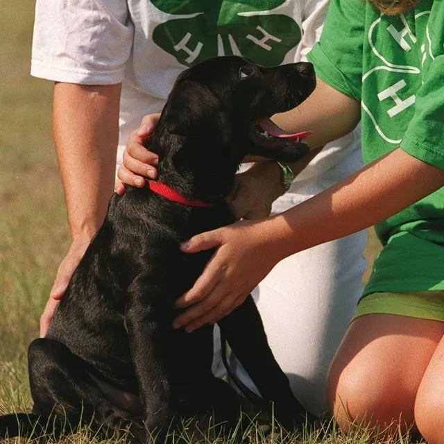 thumbnail for publication: Pets and Pesticides: Benefits and Potential Risks